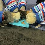Enjoying a LickiMat treat at Global Pet Expo 2022