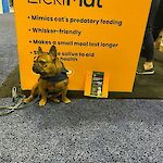 Small LickiMats for smaller dogs and cats