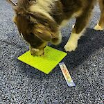 Learning to LickiMat at Global Pet Expo 2022