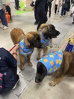 LickiMat bandanas