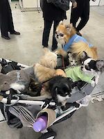A pram full of cats and dogs at Interpet Asia Pacific, Japan 2024