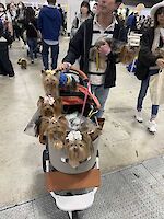 Pretty little dogs at Interpet 2024