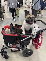 Cruisng in style at Interzoo 2024