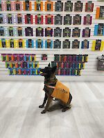 A treat on a LickiMat? Yes please! Good doggo at Interzoo 2024