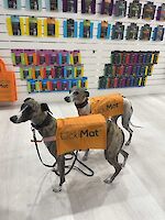Ready to test taste treats on a LickiMat at Interzoo 2024