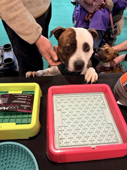 The look of love from one of our stand visitors at Crufts, 2026